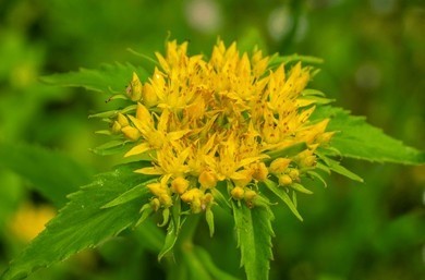 Rhodiola icon